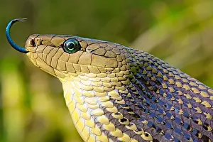 Colubrinae: Portrait of Jansens Rat Snake (Gonyosoma jansenii)