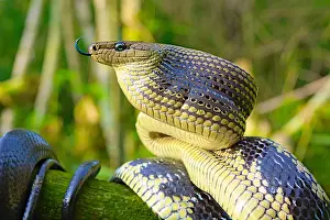 Colubrinae: Portrait of Jansens Rat Snake (Gonyosoma jansenii)