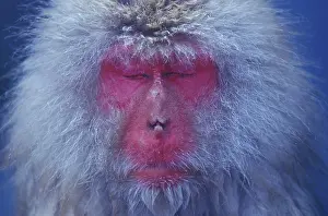 Fuscata: Portrait of Japan Macaque (Macaca fuscata) asleep