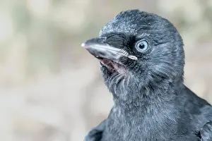 Physiological: Portrait of a juvenile Jackdaw (Coloeus monedula