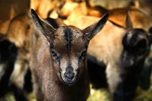 Sheepfolds: Portrait of Kid France