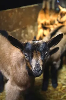 Sheepfolds: Portrait of Kid France