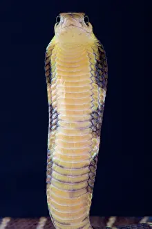 Elapidae: Portrait of King cobra (Ophiophagus hannah) on black
