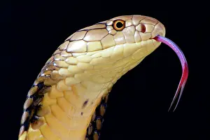 Elapidae: Portrait of King cobra (Ophiophagus hannah) on black
