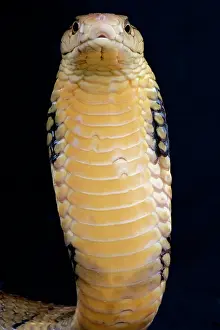 Elapidae: Portrait of King cobra (Ophiophagus hannah) on black