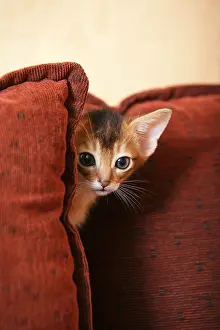 Shor: Portrait of a Kitten Abyssinian hiding in the sofa France