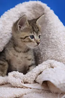 Linen: Portrait of a kitten in a bath towel