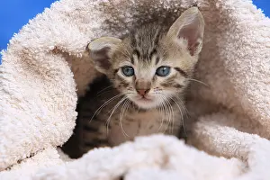 Linen: Portrait of a kitten in a bath towel