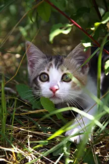 Scaring: Portrait of a Kitten hidden under a bush
