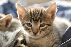 Gloomly: Portrait of a kitten lying down