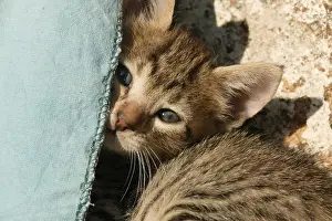 Sleepiness: Portrait of a kitten lying down