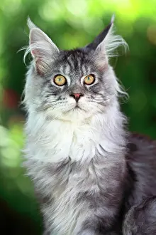 Shag: Portrait of a kitten Maine Coon aged 4 months