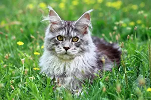 Private: Portrait of a kitten Maine Coon aged 4 months ly