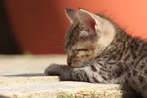 Dormant: Portrait of a kitten sleeping