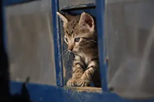 Squares: Portrait of a kitten in a square opening