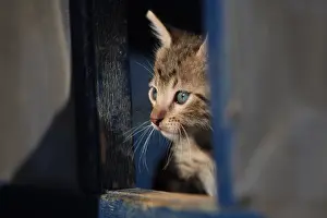 Squares: Portrait of a kitten in a square opening