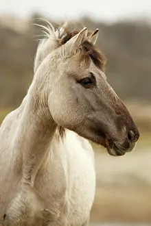 Konik: Horse
