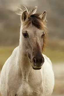 Caballus: Horse