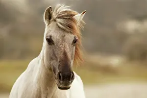 Caballus: Horse