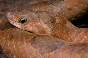 Brunei: Portrait of Kukri snake (Oligodon purpurascens)