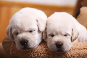 Contacts: Portrait of two labrador puppies sleeping France