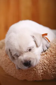 Sleepiness: Portrait of a labrador puppy asleep France