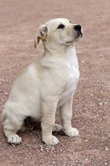 Joness: Portrait of a Labrador puppy sitting