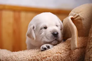 Sleepiness: Portrait of a labrador puppy sleeping France