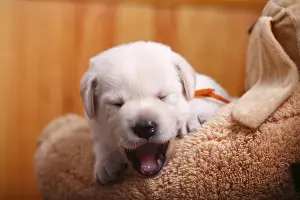 Yawns: Portrait of a labrador puppy yawning France