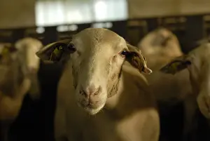 Sheepfolds: Portrait of Lacaune sheep in winter Levezou Aveyron France