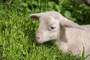Moselle: Portrait of lamb in a meadow, Spring, Moselle, France
