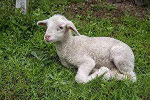 Moselle: Portrait of lamb in a meadow, Spring, Moselle, France