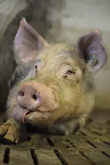 Rearing: Portrait of Landrace Pig in stall Breeding Industry