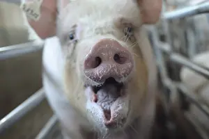 Rearing: Portrait of Landrace in stall Pig Breeding Industry