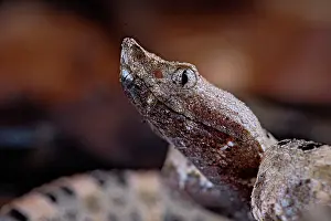 Pitviper: Portrait of Lansberg's hognosed pitviper (Porthidium