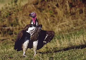 Tracheliotus: Portrait of Lappet-faced or Nubian Vulture