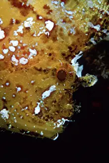 Concealment: Portrait of leaf fish, Taenianotus triacanthus, Witu island