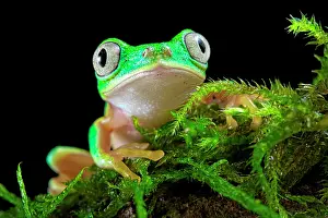 Hylomantis: Portrait of Lemur Leaf-frog (Agalychnis lemur) on