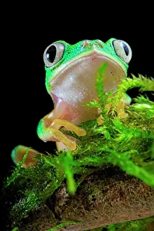 Hylomantis: Portrait of Lemur Leaf-frog (Agalychnis lemur) on