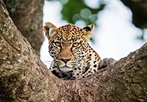 Leopards: Portrait of a leopard (Panthera pardus pardus) o