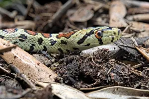 Colubrinae: Portrait of Leopard Rat Snake (Zamenis situla)