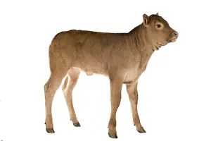 Veal: Portrait of a Limousin calf in the studio