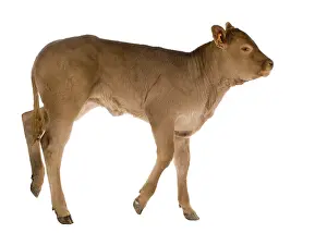 Veal: Portrait of a Limousin calf in the studio