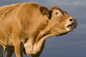 Shouting: Portrait of a Limousine cow mooing France