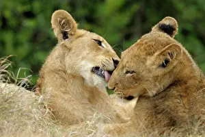 Limpopo: Lion