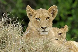 Limpopo: Lion