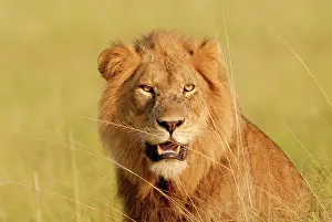 Elisabeth: Lion