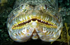 Aulopiformes: Portrait of Lizarfish (Synodus synodus) on bottom