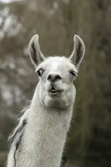 Llamas: Portrait of a Llama