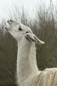 Llamas: Portrait of a Llama